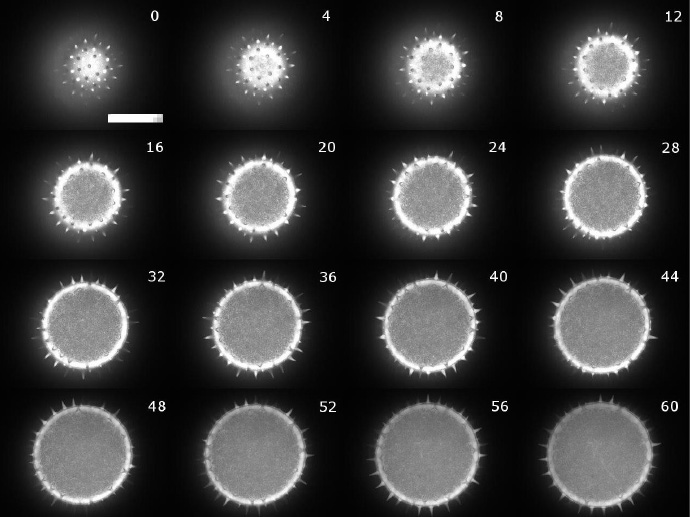 花粉粒(直径 100μm)的 Z 叠图,范围为 60μm