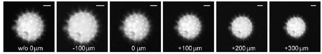 用显微镜电动 Z 平台测量的花粉粒在不同轴向焦距位移下未经 ETL 重新聚焦(左图)和经 ETL 重新聚焦后的图像